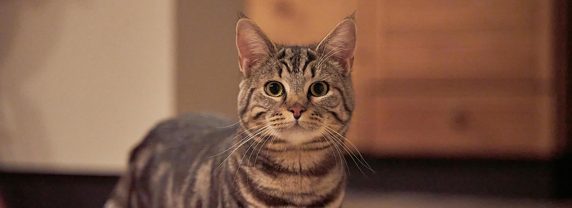 Why Cats Love Treats Understanding Reward Behaviour In Cats why-cats-love-treats-understanding-reward-behaviour-in-cats